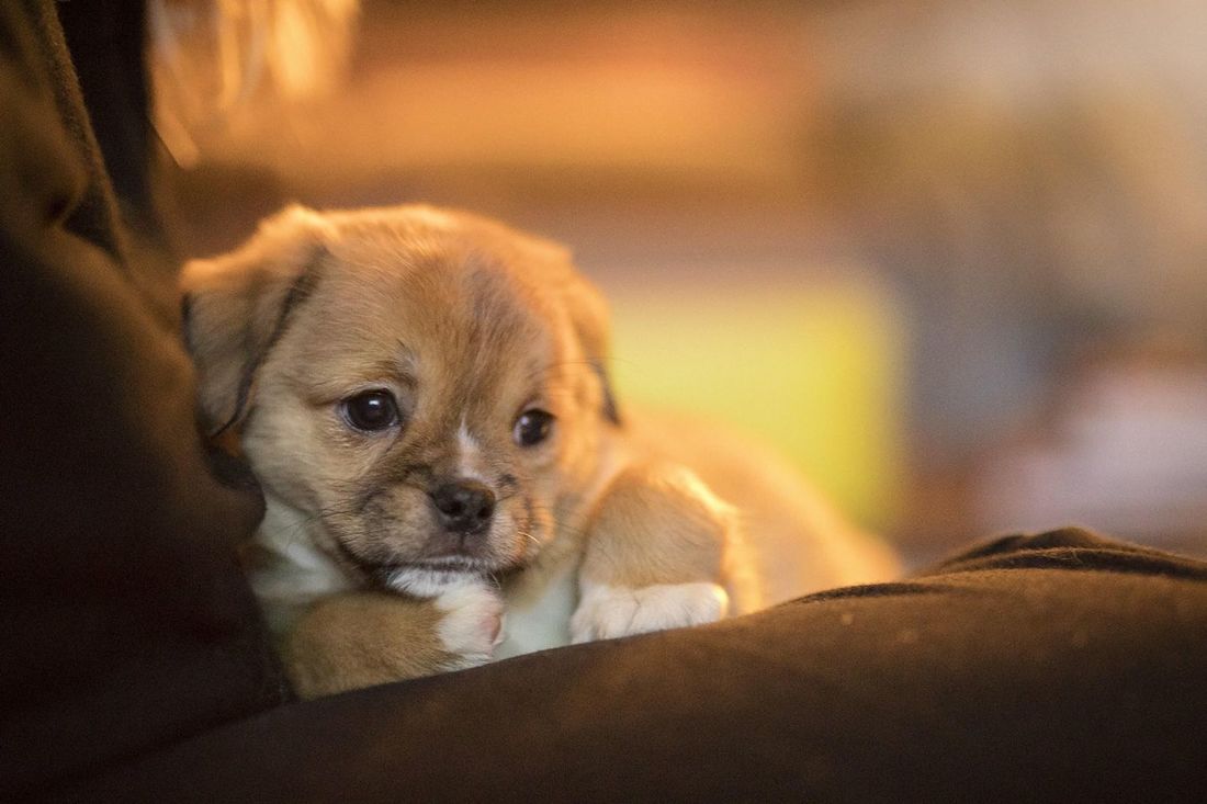 Adopted - The Road Home Animal Project