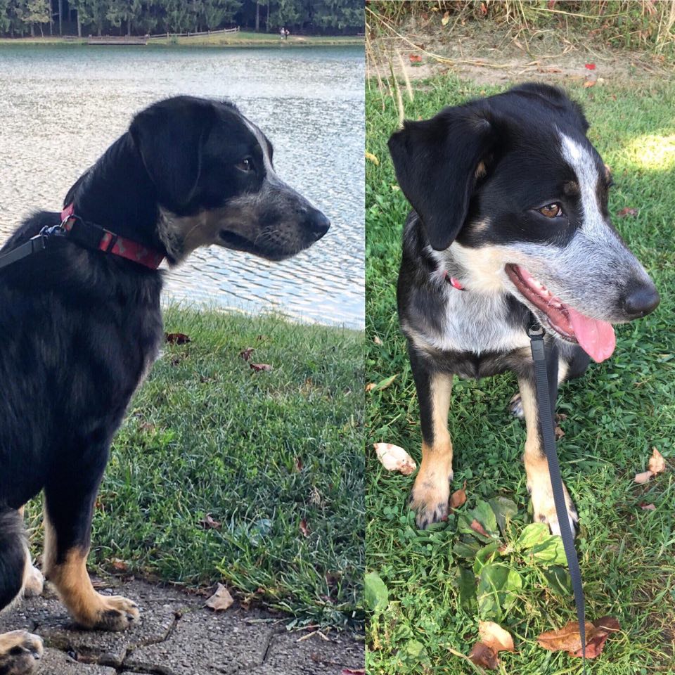 Alfonso - The Road Home Animal Project