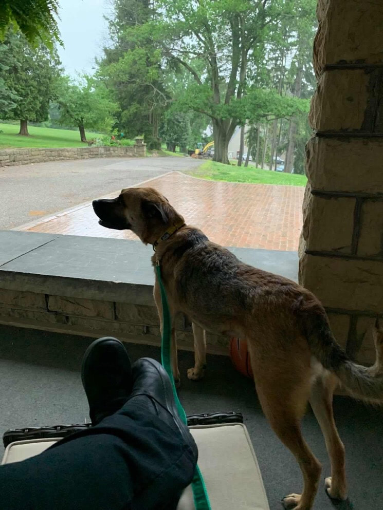 Aries - The Road Home Animal Project