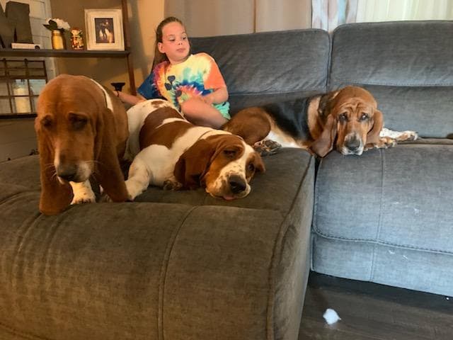 Bailey Ann - The Road Home Animal Project