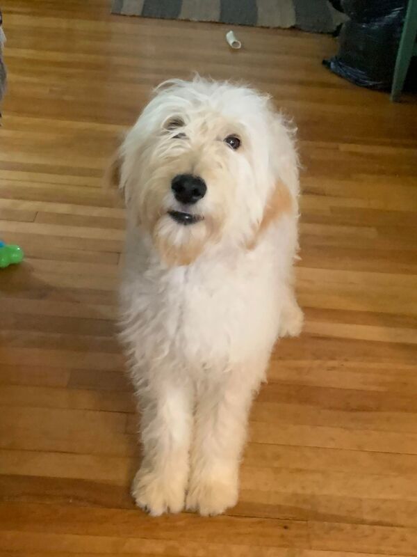 Baxter - The Road Home Animal Project