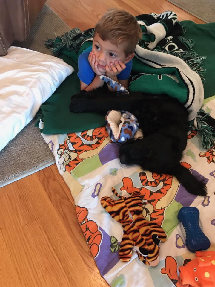 Bear - The Road Home Animal Project