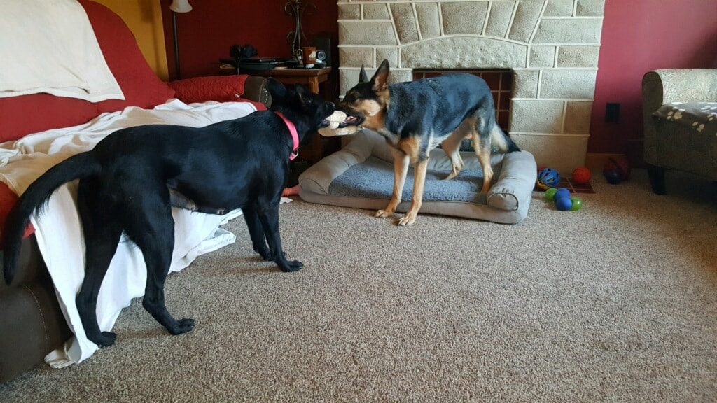 Bella aka Quippa - The Road Home Animal Project