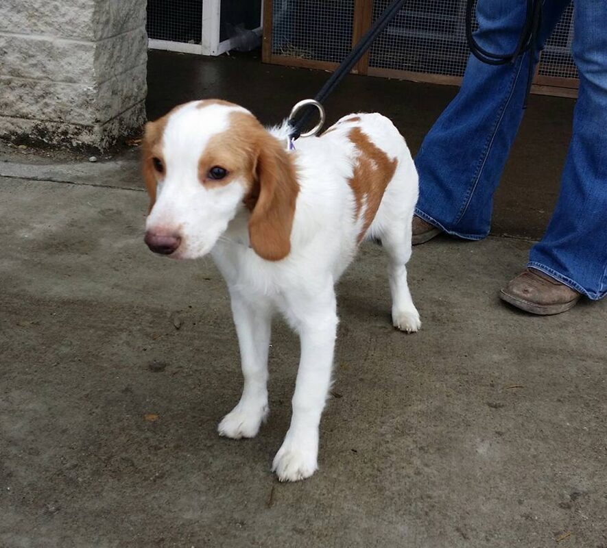 Bella - The Road Home Animal Project