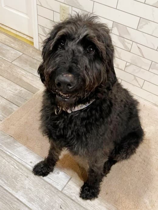 Benji - The Road Home Animal Project