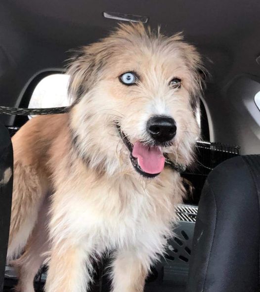 Bennie - The Road Home Animal Project