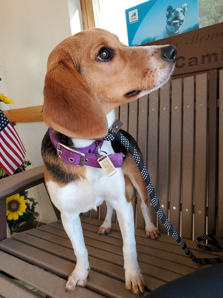 Boone - The Road Home Animal Project