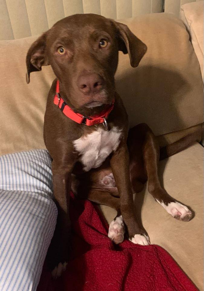 Boudreaux - The Road Home Animal Project