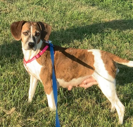 Brooklyn - The Road Home Animal Project