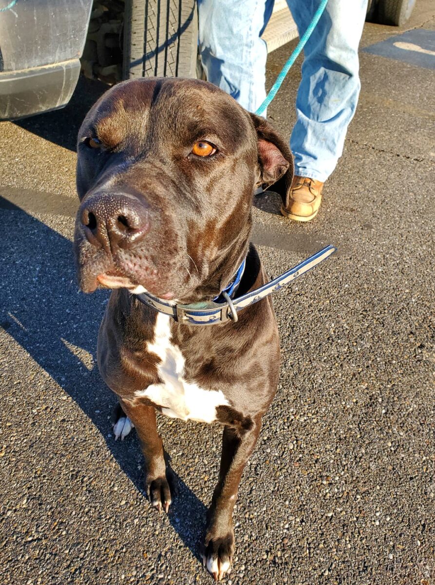 Bruno - The Road Home Animal Project