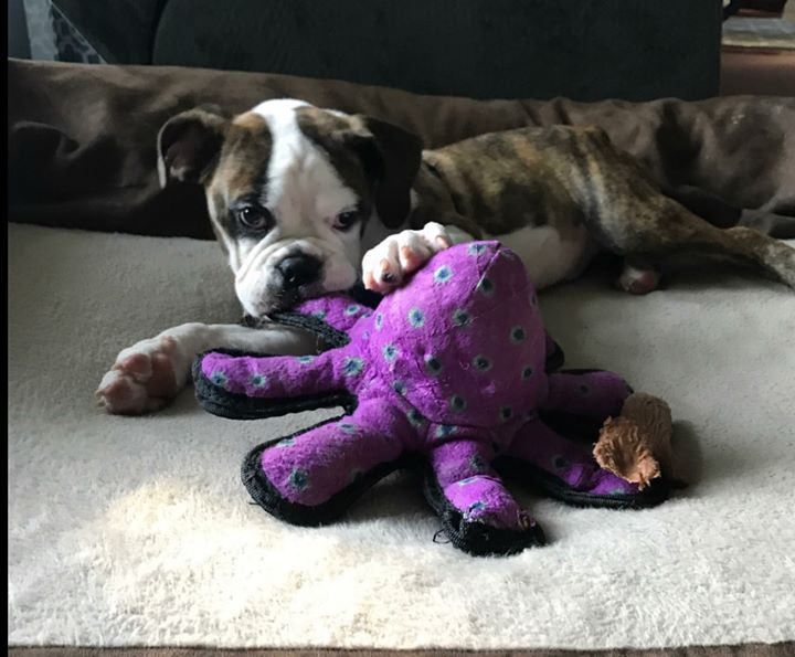 Bruno - The Road Home Animal Project