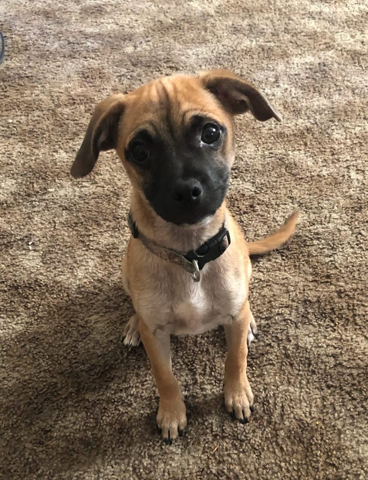 Bubba - The Road Home Animal Project