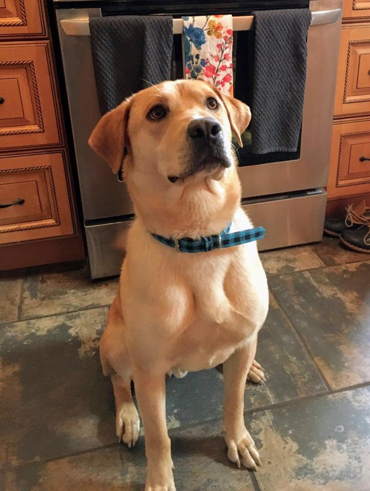 Buddy - The Road Home Animal Project