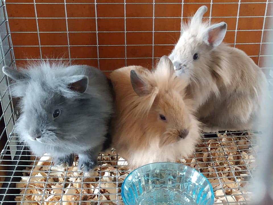 Bunnies - The Road Home Animal Project