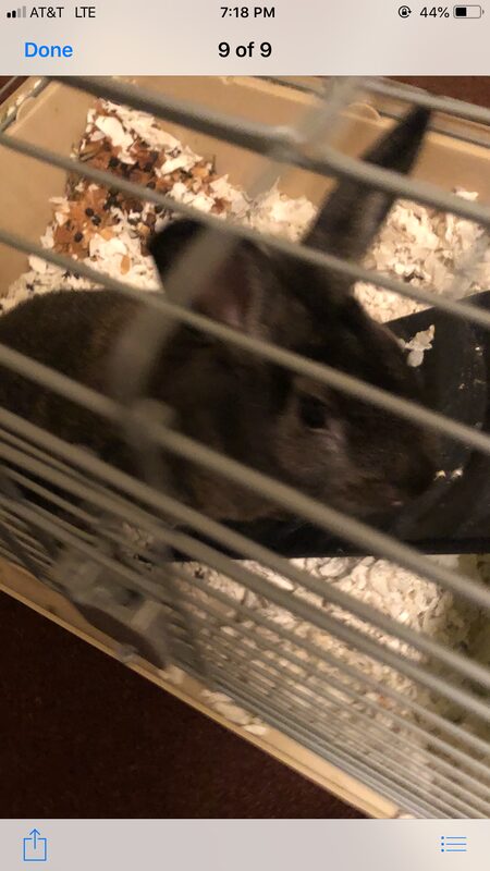 Bunny - The Road Home Animal Project