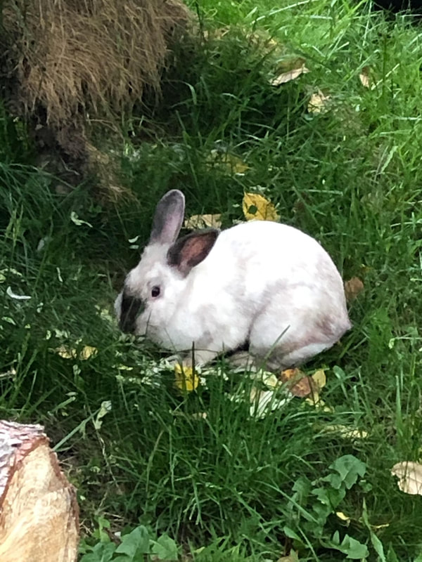 Bunny - The Road Home Animal Project