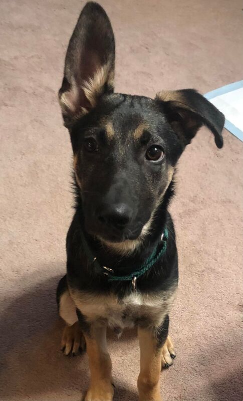 Butterball - The Road Home Animal Project