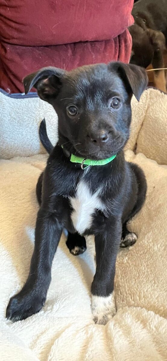 Callie - The Road Home Animal Project