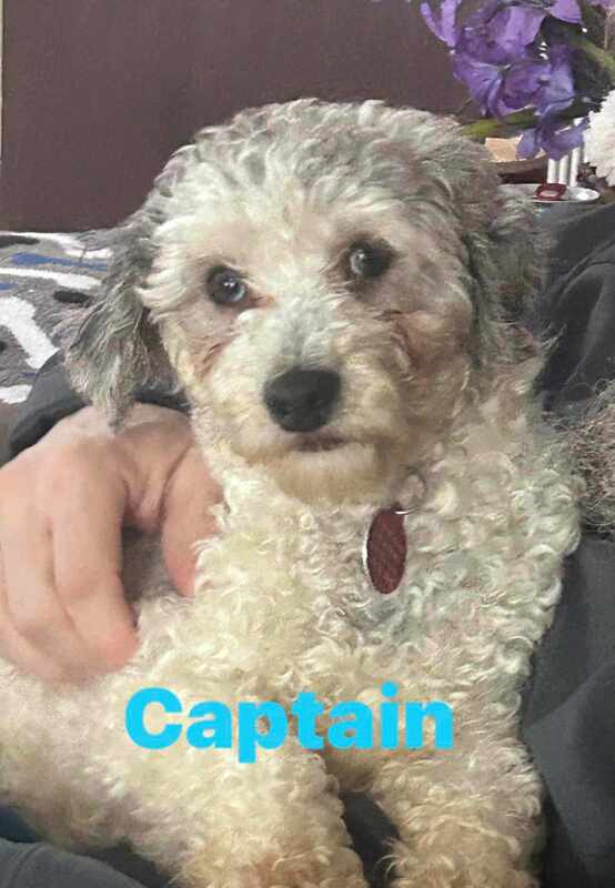 Captain - The Road Home Animal Project