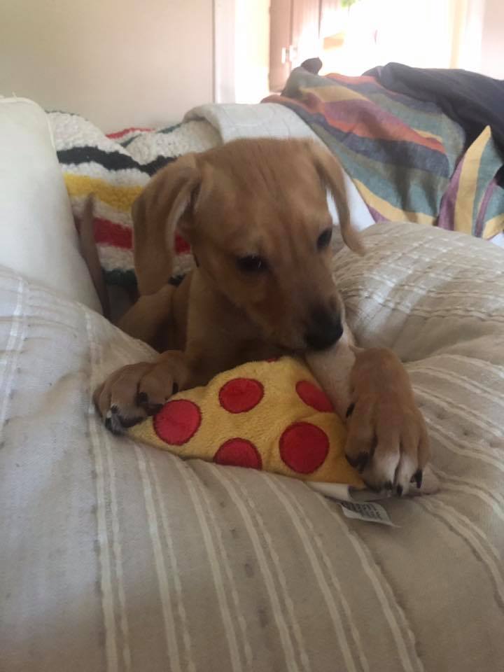 Carmel - The Road Home Animal Project