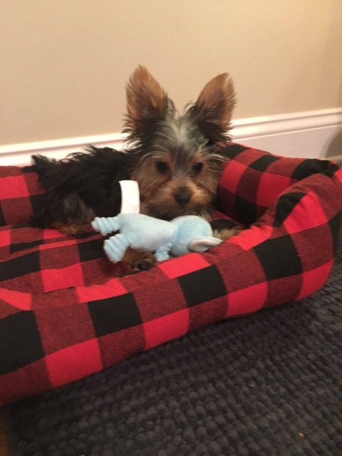 Carson - The Road Home Animal Project