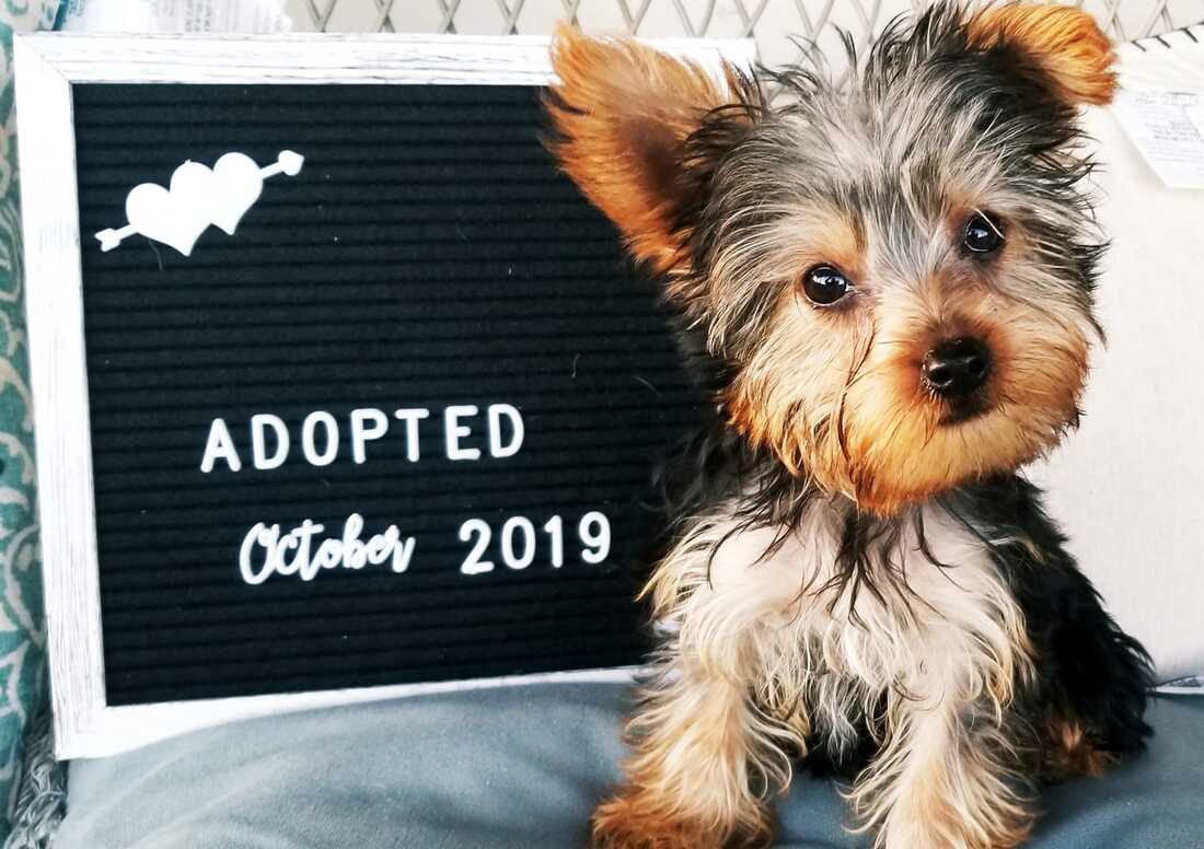 Carson - The Road Home Animal Project