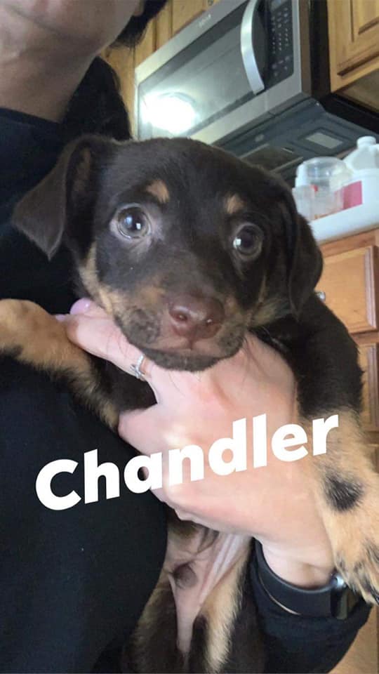 Chandler - The Road Home Animal Project