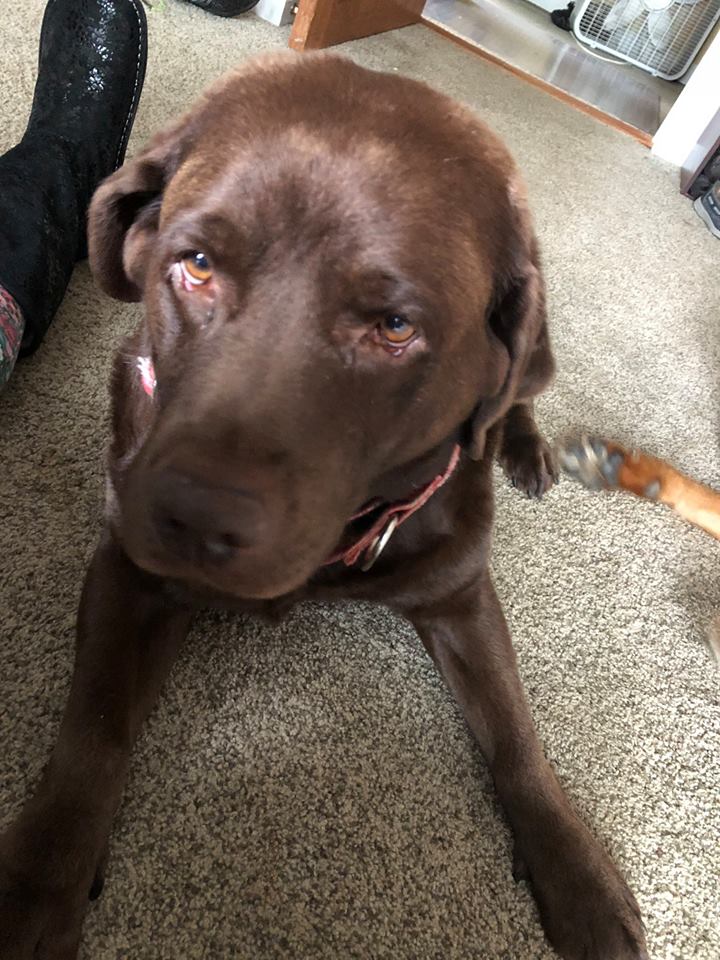 Charlie - The Road Home Animal Project