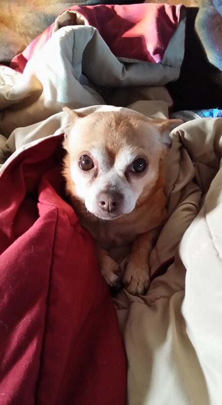 Charlie - The Road Home Animal Project