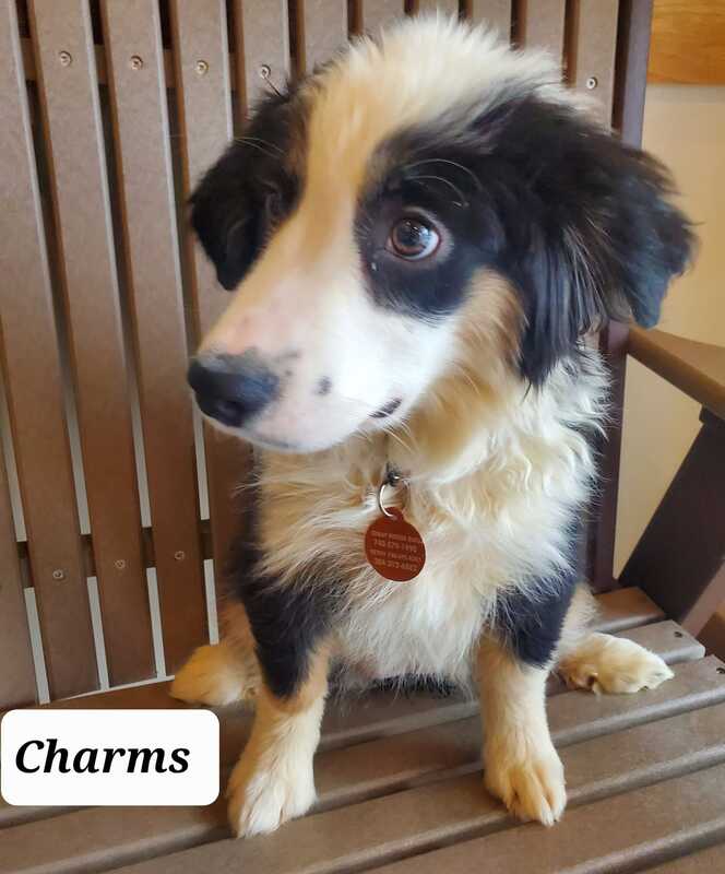 Charms - The Road Home Animal Project