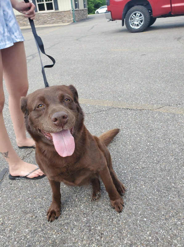 Coco - The Road Home Animal Project