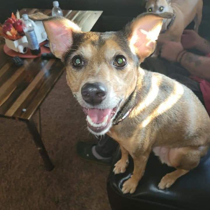 Cocoa - The Road Home Animal Project