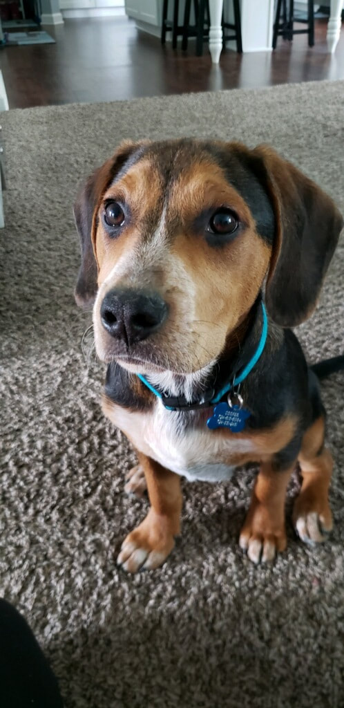 Cooper - The Road Home Animal Project