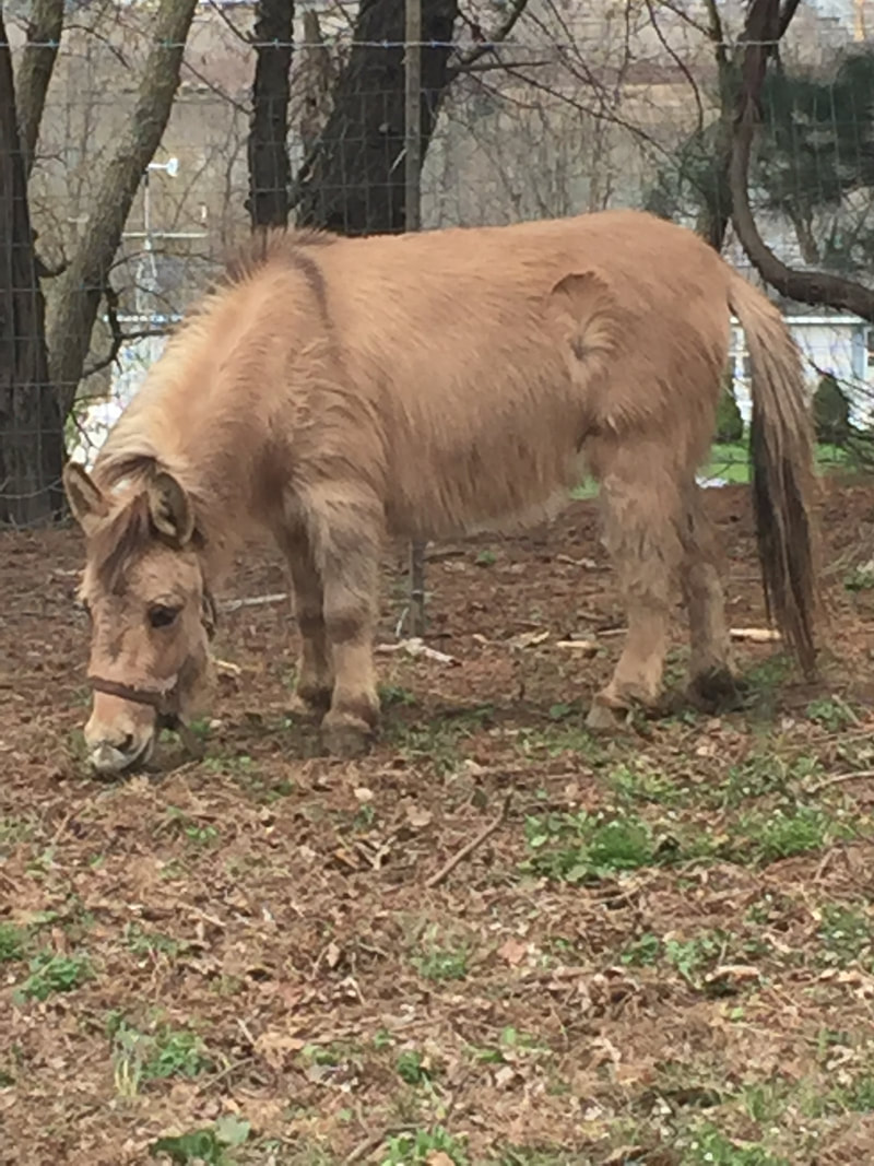 Daisy - The Road Home Animal Project