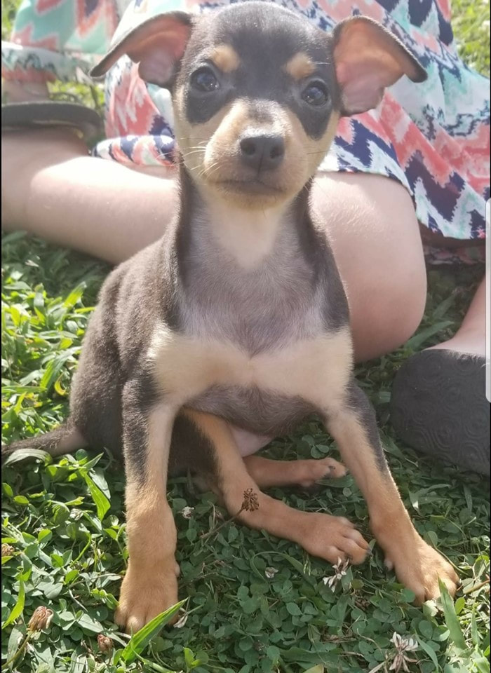 Dan - The Road Home Animal Project