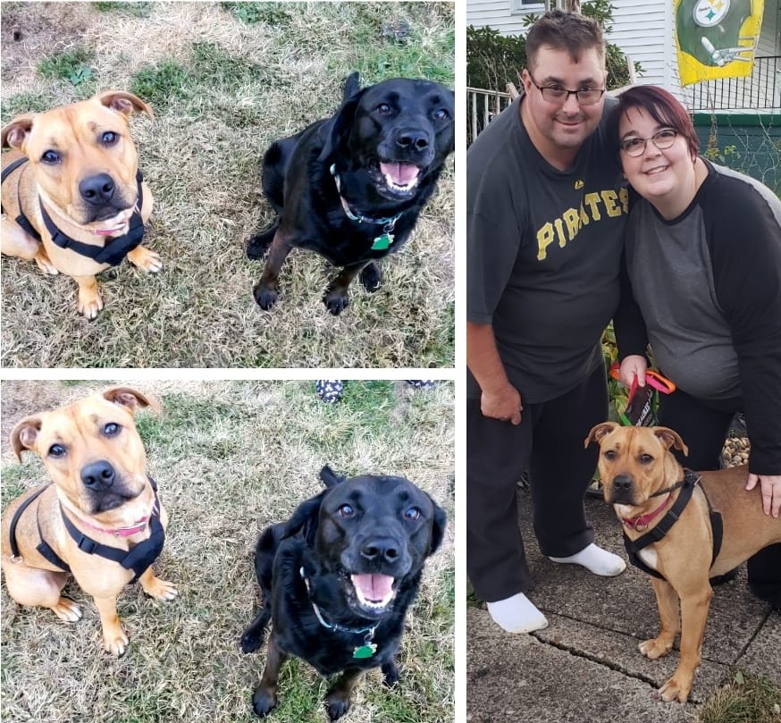 Dax - The Road Home Animal Project