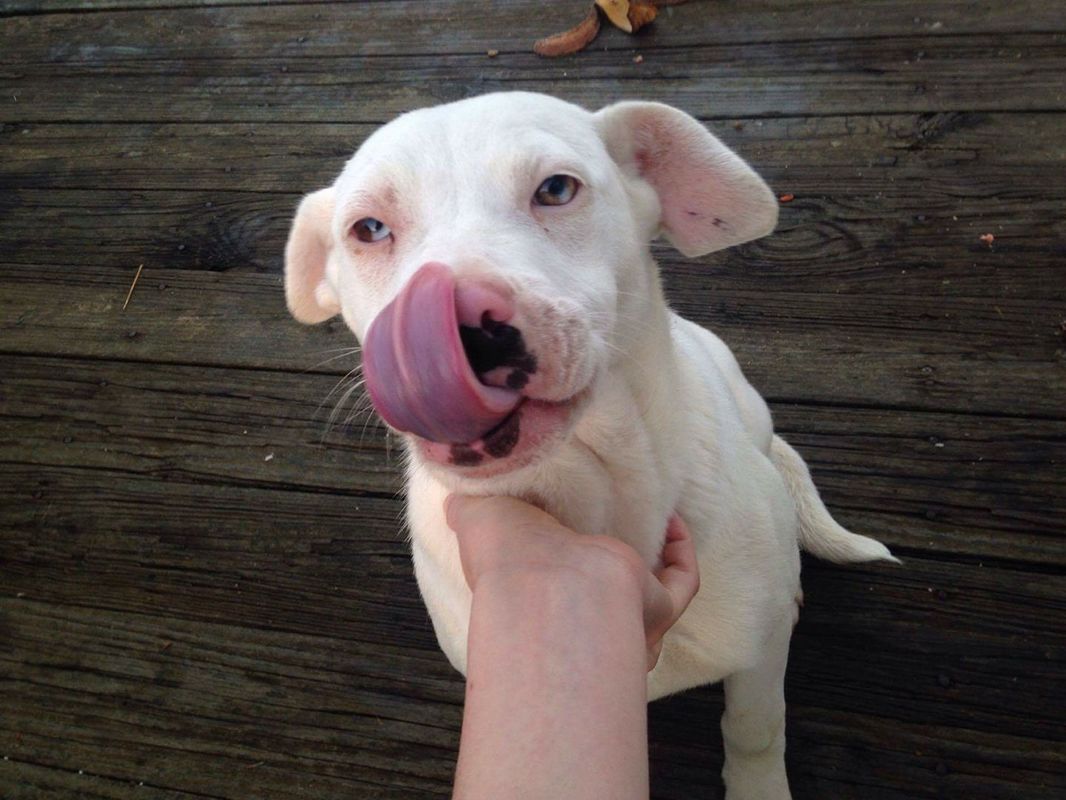 Dee - The Road Home Animal Project