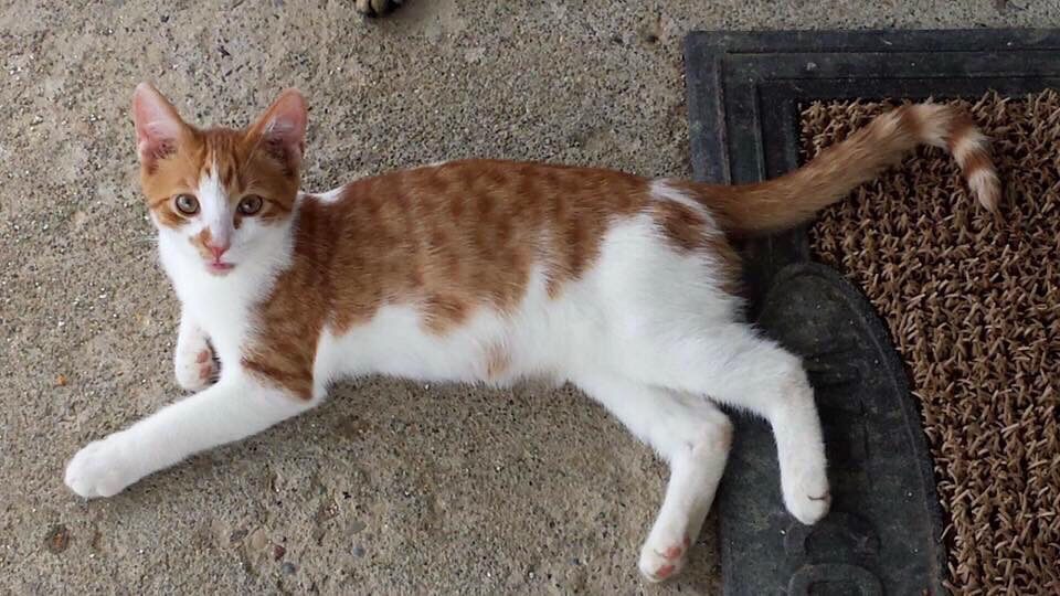 Dexter - The Road Home Animal Project