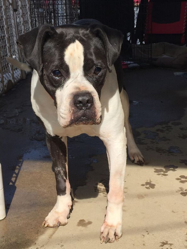 Diggs - The Road Home Animal Project