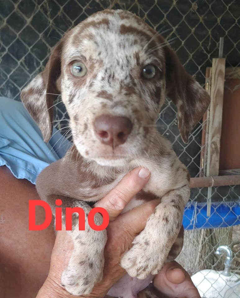 Dino - The Road Home Animal Project