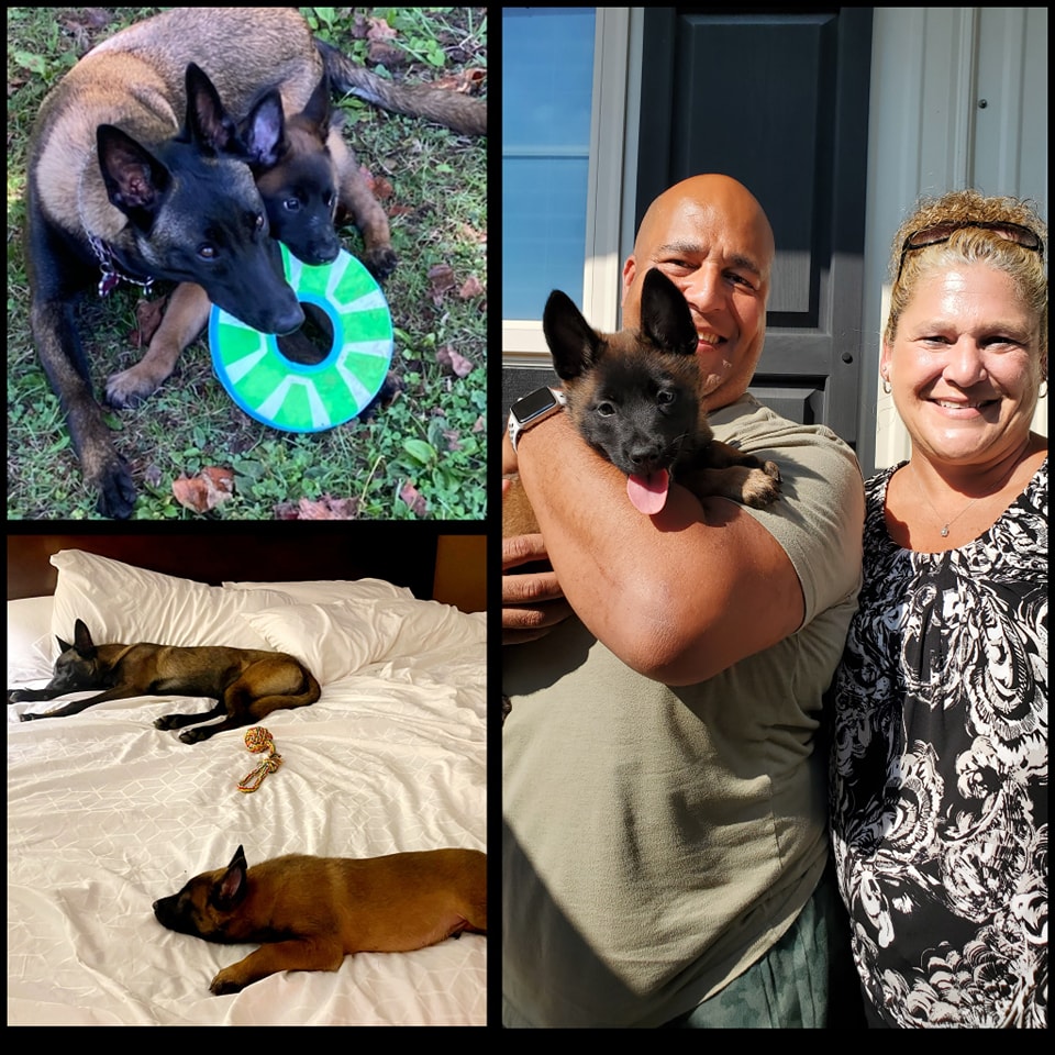 Doggo - The Road Home Animal Project