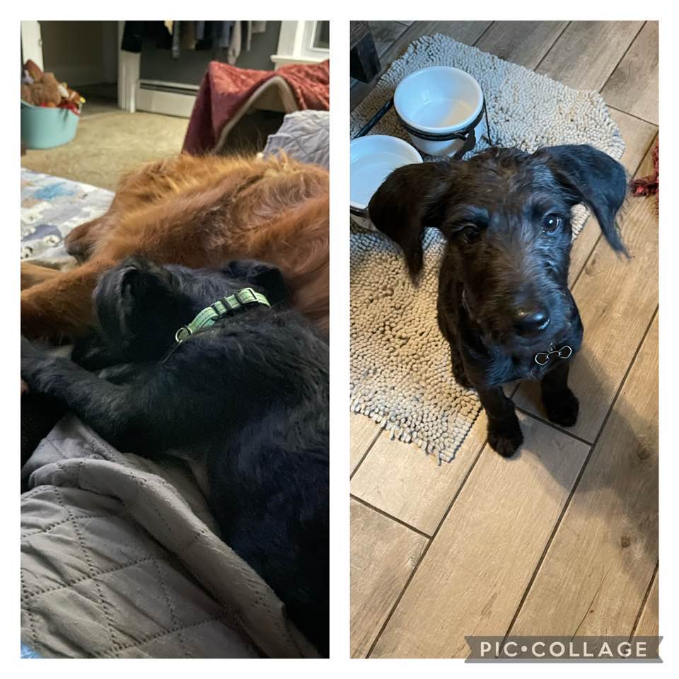 Doggo - The Road Home Animal Project