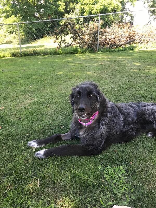 Doggo - The Road Home Animal Project