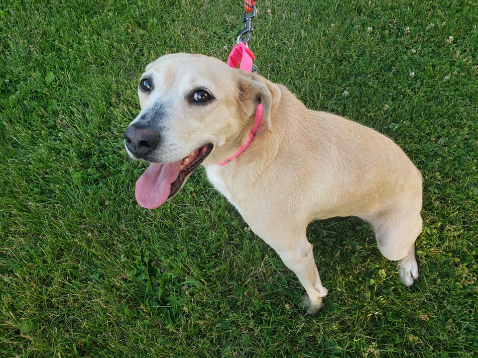 Doggo - The Road Home Animal Project