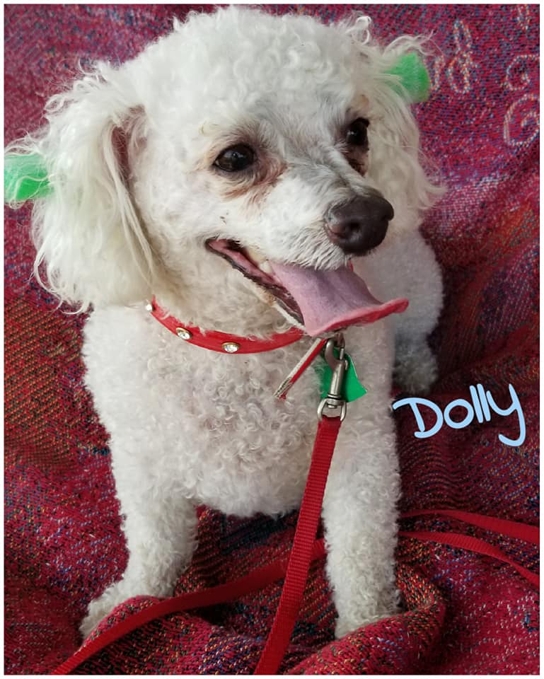 Dolly - The Road Home Animal Project