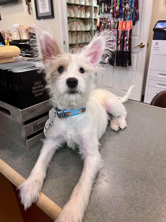 Drake - The Road Home Animal Project