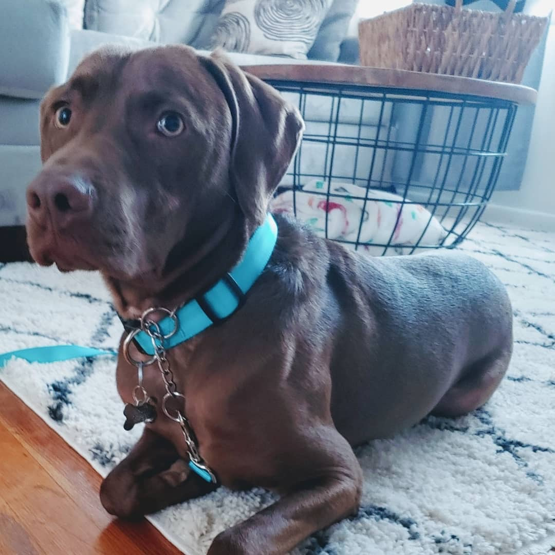 Duke - The Road Home Animal Project