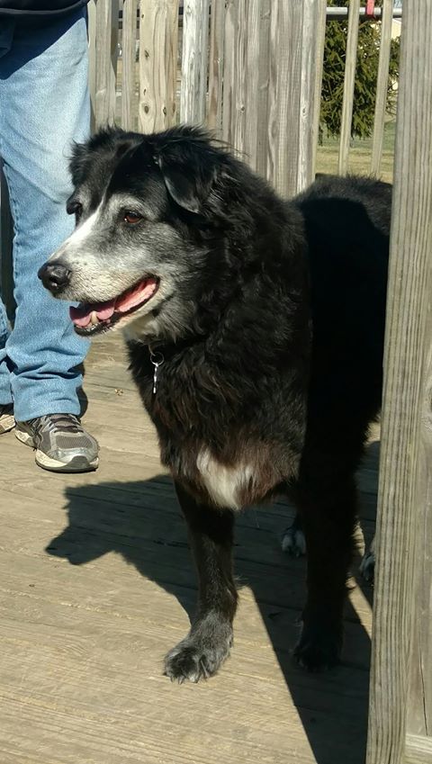 Duke - The Road Home Animal Project