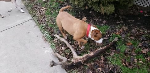 Duke - The Road Home Animal Project