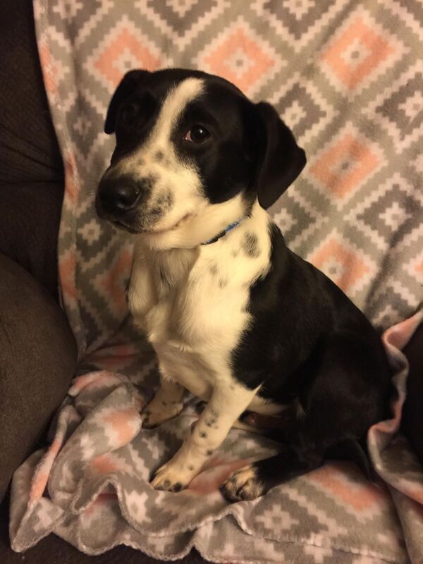 Dutch - The Road Home Animal Project